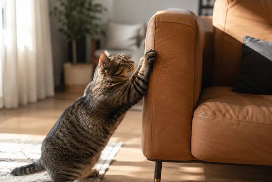 How to Stop Cats from Scratching Leather Furniture